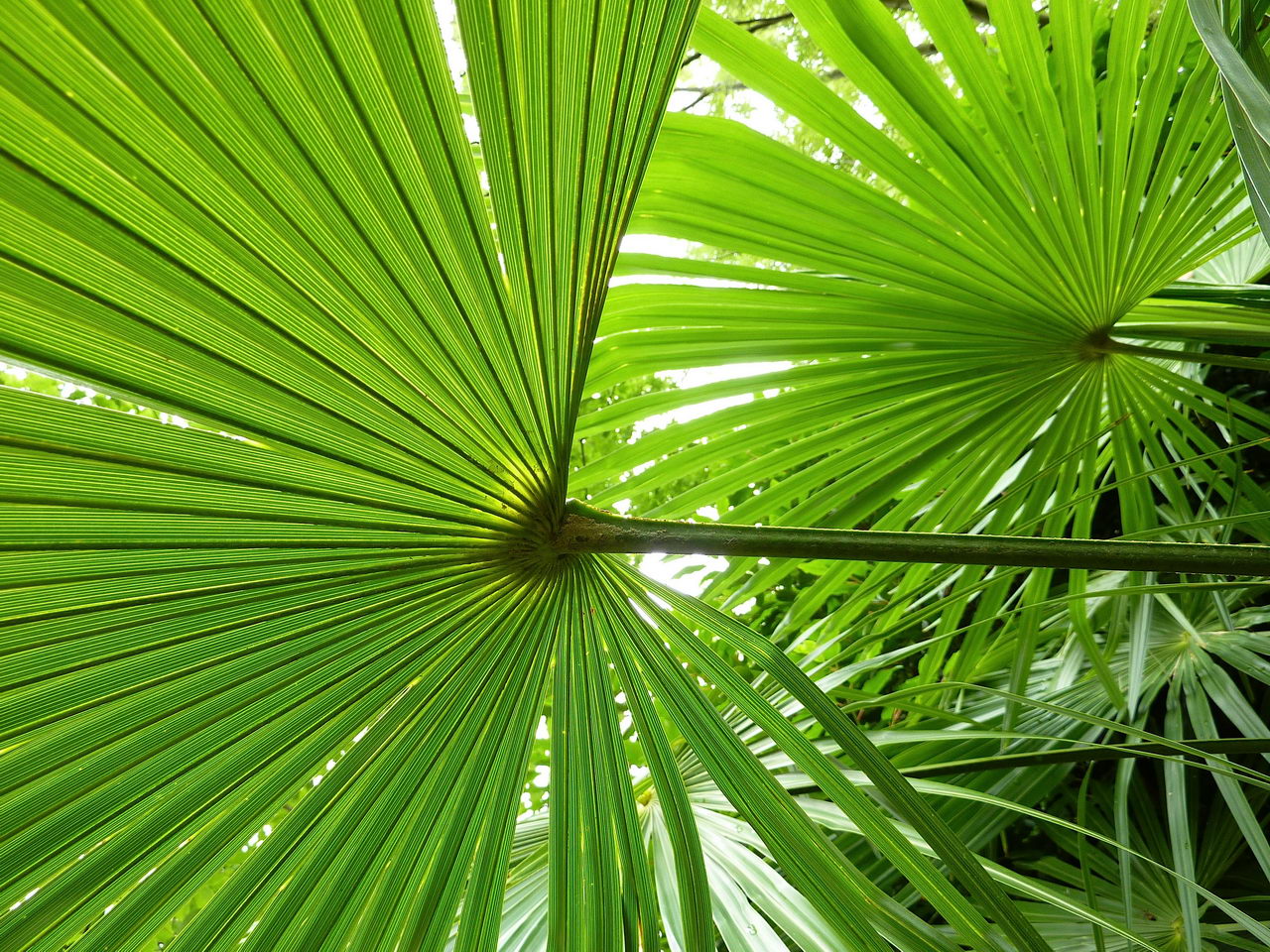 معرفی و راهنمای پرورش درختان زینتی - نخل آسیابی